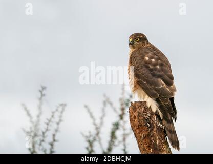 Une femelle sauvage Eurasion Sparrowhawk (Accipiter nisus) analyse son environnement pour trouver une proie potentielle, Warwickshire Banque D'Images