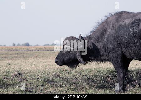 Buffle (Syncerus caffer) se nourrit dans l'herbe dans le Parc National de Bwabwata, bande de Caprivi, en Namibie Banque D'Images