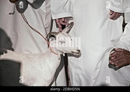 Les gens se réunissent avant Habta traditionnel Marché où les chèvres sont vendus, achetés et échangés de façon traditionnel chaque vendredi à Nizwa Banque D'Images