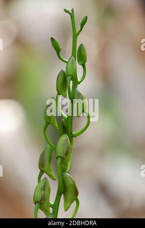 gros plan de la belle dendrobium mangosteen encore des bourgeons en croissance sont plantés dans le jardin isolé flou arrière-plan Banque D'Images