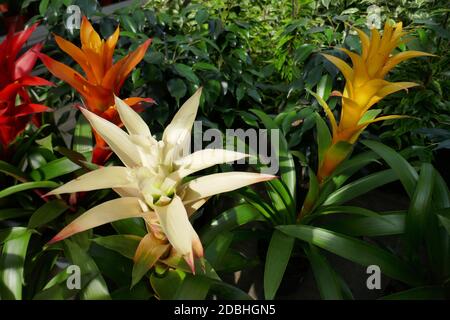 Guzmania Banque D'Images