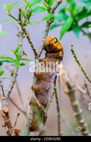 La larve ou les chenilles brunes rampent sur les feuilles des arbres Banque D'Images