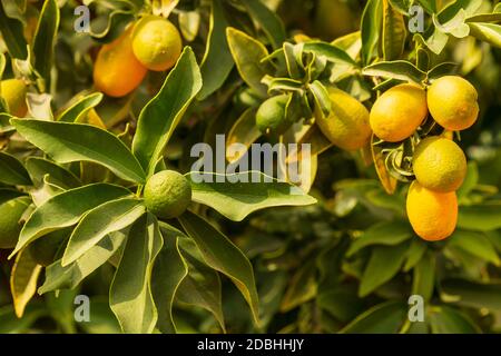 Les fruits mûrissant de l'arbre kumquat dans le feuillage vert se ferment haut Banque D'Images