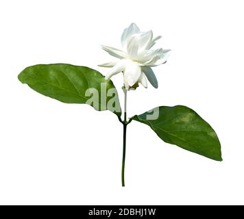 Fleur de jasmin isolée sur fond blanc avec masque Banque D'Images