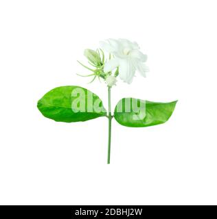 Fleur de jasmin isolée sur fond blanc avec masque Banque D'Images