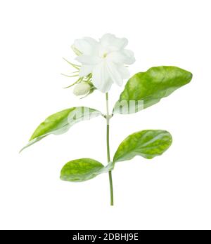 Fleur de jasmin isolée sur fond blanc avec masque Banque D'Images