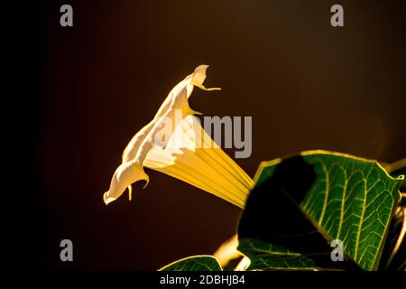 Datura stramonium, buisson à fleurs avec Apple Banque D'Images