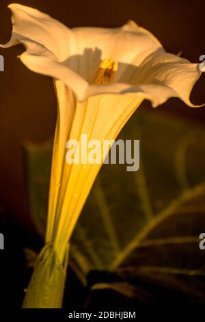 Datura stramonium, buisson à fleurs avec Apple Banque D'Images