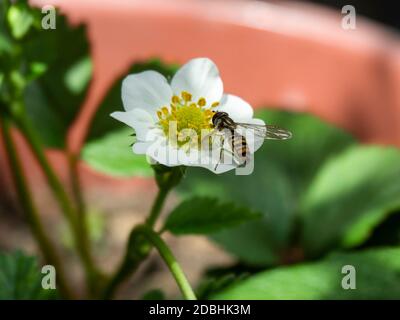 Un aéroglisseur reposant sur la jolie fleur blanche d'une plante de fraise poussant dans un récipient Banque D'Images