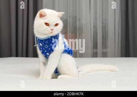 Chat britannique à poil court blanc de récupération avec des yeux orange vif portant un bandage protecteur après une chirurgie abdominale. Banque D'Images