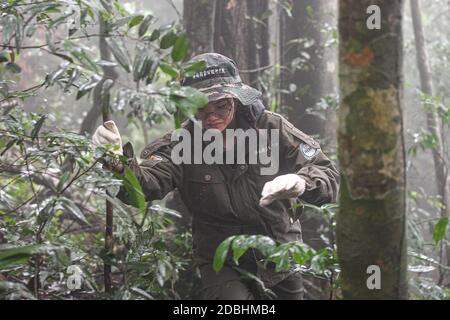 (201117) -- HAIKOU, 17 novembre 2020 (Xinhua) -- UN arpenteur recherche des échantillons de fourrages de gibbon dans les forêts tropicales humides du mont Bawangling, dans la province de Hainan, au sud de la Chine, le 16 novembre 2020. Connus comme les primates les plus rares au monde, Hainan gibbons augmente en nombre grâce à un environnement amélioré. Les dernières données du département forestier de la province indiquent que 33 gibbons vivent dans cinq familles, soit une triple augmentation de la population des années 1970. Les singes à crête noire ne se trouvent que dans la réserve naturelle nationale de Bawangling, sur l'île Hainan. Ils vivent dans des arbres de la forêt tropicale plus d'un Banque D'Images