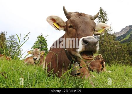 Drôle de photo d'une vache avec des cornes et la cloche avec bouche ouverte dans les montagnes Banque D'Images