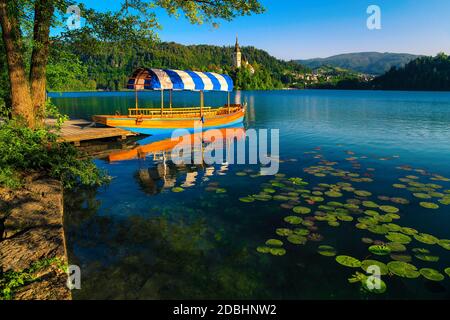 Bateau touristique traditionnel en bois de Pletna ancré à la jetée sur le lac. Ramer de pletna sur le lac de Bled alpin et église de pèlerinage en gro Banque D'Images