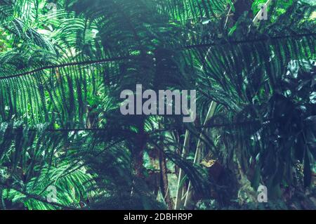 vue rapprochée des branches en croissance de pin de l'île norfolk ou araucaria heterophylla Banque D'Images