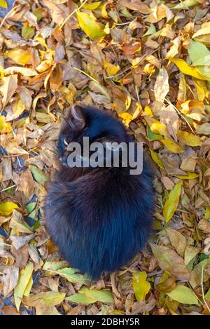 petit chaton noir de rue malade avec la rhinite, assis sur les feuilles jaunes d'automne. Rhinite chez les chats, maladies virales et allergiques chez les animaux à l'automne Banque D'Images