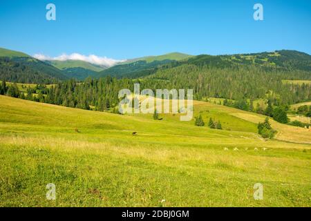 campagne montagneuse en été. terrain herbacé en face de la forêt sur des collines ondoyantes à pied sur la chaîne de montagnes avec prairie alpine benea Banque D'Images