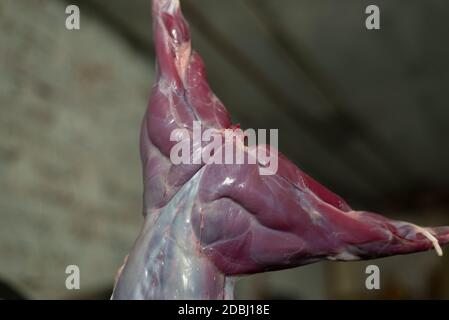 Carcasse coupée d'un lièvre sauvage, accrochée par la patte la photo de la carcasse animale pour bouchers magasin, restaurant ou expertise vétérinaire Banque D'Images