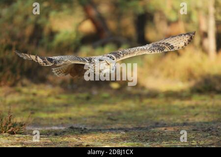 Aigle de Sibérie orientale d'Amérique, Bubo bubo sibiricus, volant à travers la forêt Banque D'Images