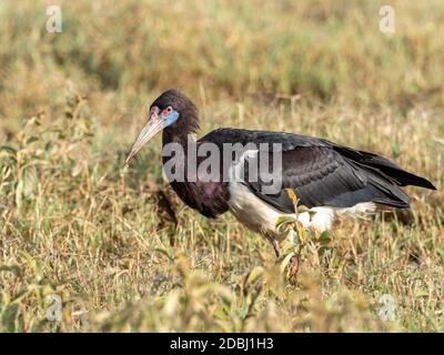 Ciconie d'Abdim (Ciconia abdimii), cratère de Ngorongoro, Tanzanie, Afrique de l'est, Afrique Banque D'Images