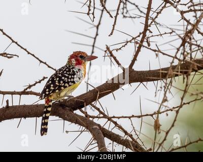 Barbet rouge et jaune adulte (Trachyphonus erythrocephalus), Parc national de Tarangire, Tanzanie, Afrique de l'est, Afrique Banque D'Images