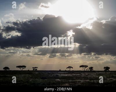 Lever de soleil sur les acacia dans le parc national de Serengeti, site du patrimoine mondial de l'UNESCO, Tanzanie, Afrique de l'est, Afrique Banque D'Images