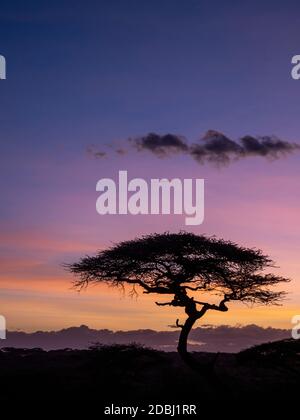 Lever de soleil sur les acacia dans le parc national de Serengeti, site du patrimoine mondial de l'UNESCO, Tanzanie, Afrique de l'est, Afrique Banque D'Images