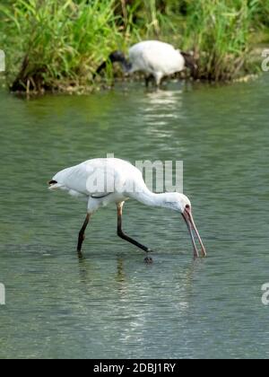 Afrique spoonbill (Platalea alba), alimentation dans le parc national de Tarangire, Tanzanie, Afrique de l'est, Afrique Banque D'Images