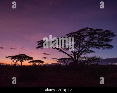 Lever de soleil sur les acacia dans le parc national de Serengeti, site du patrimoine mondial de l'UNESCO, Tanzanie, Afrique de l'est, Afrique Banque D'Images