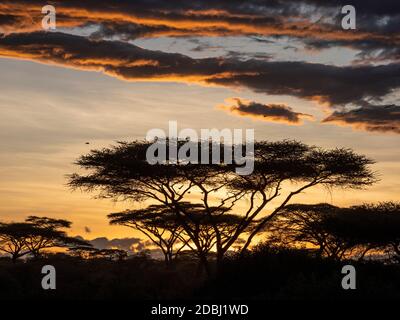 Lever de soleil sur les acacia dans le parc national de Serengeti, site du patrimoine mondial de l'UNESCO, Tanzanie, Afrique de l'est, Afrique Banque D'Images