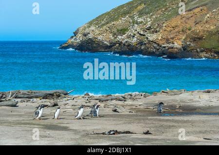 Penguins Gentoo (Pygoscelis papouasie) traversant un ruisseau, grave Cove, West Falkland Island, Falkland Islands, Amérique du Sud Banque D'Images