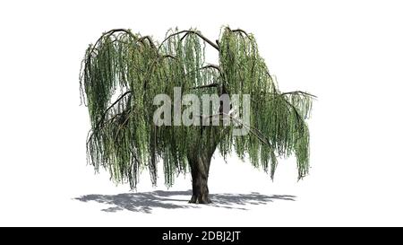 Saule pleurant - isolé sur fond blanc Banque D'Images