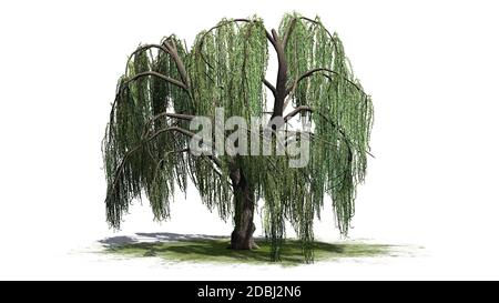 Saule pleurant - isolé sur fond blanc Banque D'Images