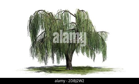 Saule pleurant - isolé sur fond blanc Banque D'Images