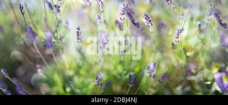 Lavande de saison en fleur dans le jardin. Impressions avec plante pourpre parfumée et bokeh brillant. Gros plan horizontal avec une courte profondeur de champ. Banque D'Images