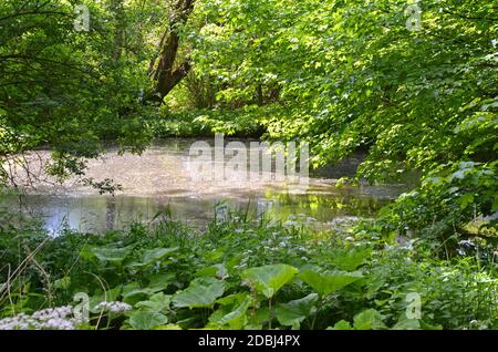 Petit paysage d'étang dans le Rhön Banque D'Images