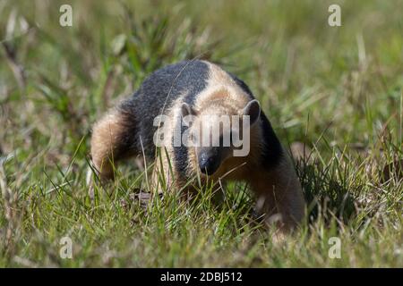 tamandua du Sud (Tamandua tétradactyla), Pantanal, Mato Grosso do Sul, Brésil, Amérique du Sud Banque D'Images