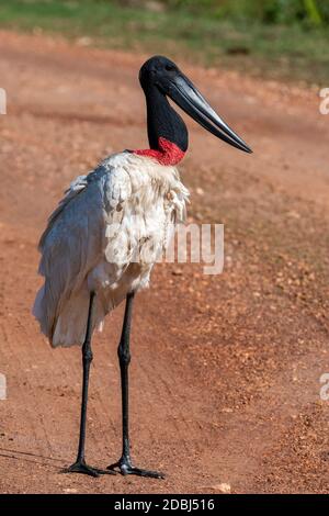 Jabiru stork (Jabiru mycteria), Pantanal, Mato Grosso do Sul, Brésil, Amérique du Sud Banque D'Images