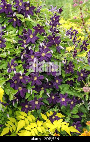 Waldrebe (Clematis 'EDEN') Banque D'Images