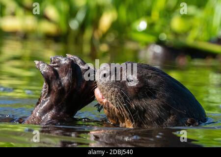 Otter géant (Pteronura brasiliensis), Pantanal, Mato Grosso, Brésil, Amérique du Sud Banque D'Images