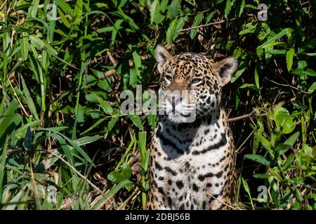 Jaguar (Panthera onca), Pantanal, Mato Grosso, Brésil, Amérique du Sud Banque D'Images