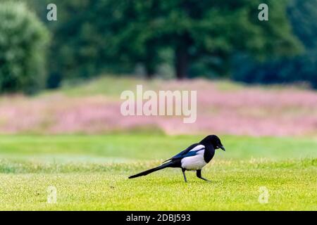 Pica pica connu sous le nom de magpie eurasienne, européenne ou commune dans le parc britannique - Londres, Royaume-Uni Banque D'Images