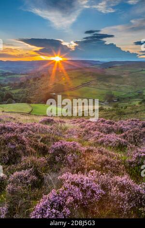 Vue de la bruyère fleurie sur Stanage Edge et Hope Valley au coucher du soleil, Hathersage, Peak District National Park, Derbyshire, Angleterre, Royaume-Uni Banque D'Images