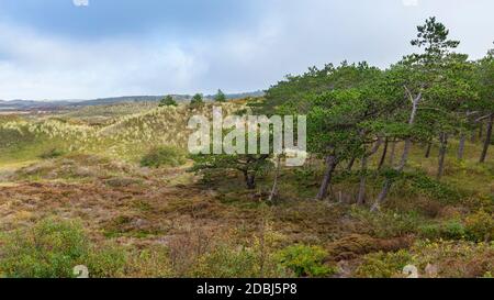 Point de vue de Turfveld avec vue panoramique sur le parc national Dunes Texel, Hollande-Nord, pays-Bas Banque D'Images