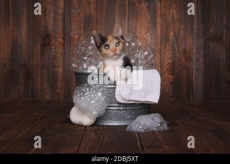 Cute Kitten dans la bassine de pistes damées par Bubble Bath Banque D'Images