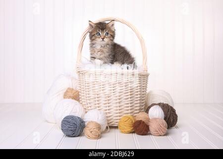 Peu Cute Kitten dans un panier avec de la laine sur blanc Banque D'Images