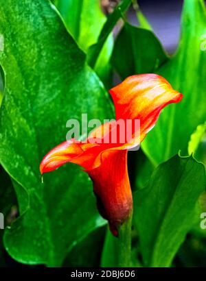 Zantedeschia aethiopica aussi connu sous le nom de nénuphars et le nénuphars est une espèce de la famille des Araceae Banque D'Images