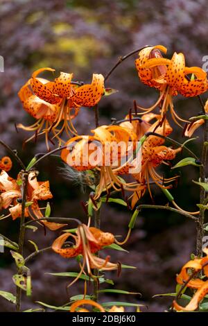 Nénuphars tigrées d'orange dans le jardin d'été Banque D'Images