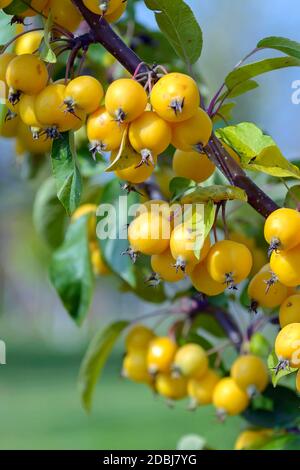 Zier-Apfel (Malus 'Golden Hornet') Banque D'Images