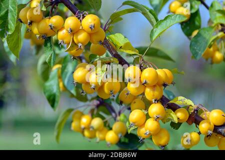 Zier-Apfel (Malus 'Golden Hornet') Banque D'Images