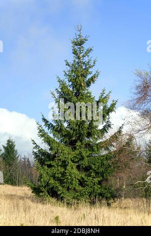 Georgenfelder Rot-Fichte, Hochmoor (Picea abies) Banque D'Images